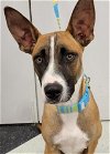 adoptable Dog in conroe, TX named Opie
