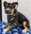 adoptable Dog in conroe, TX named Asher2