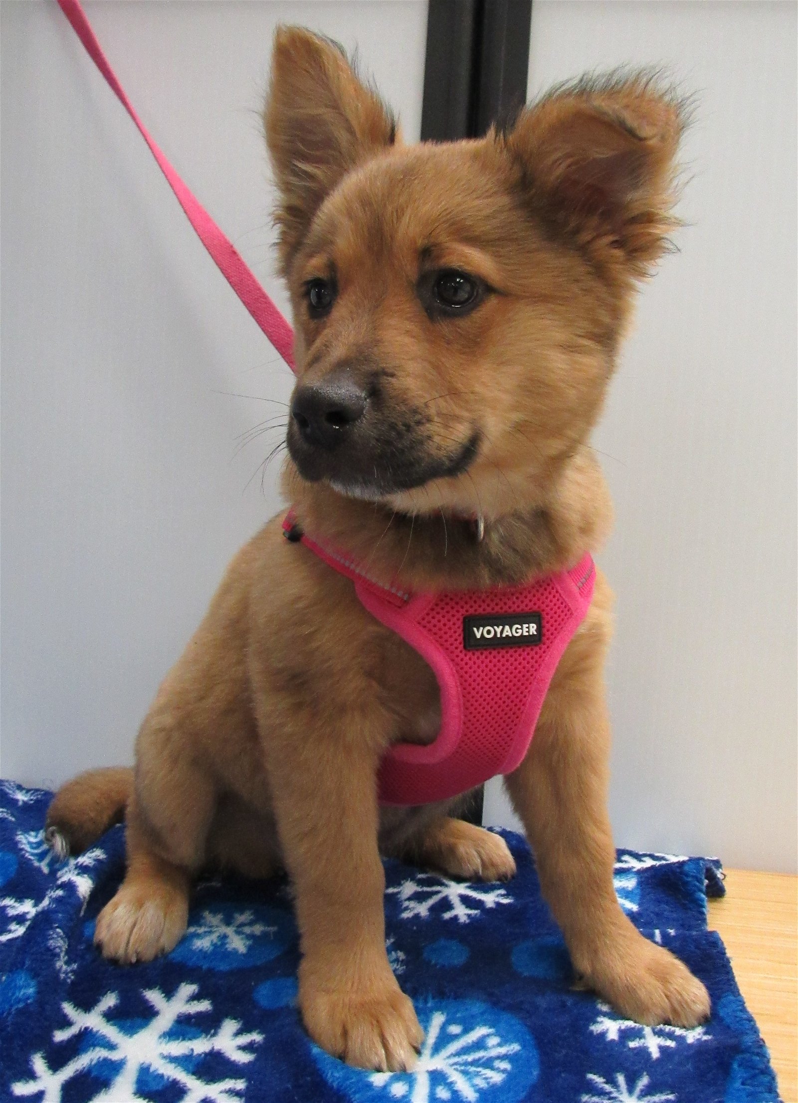 adoptable Dog in Conroe, TX named Bonnie