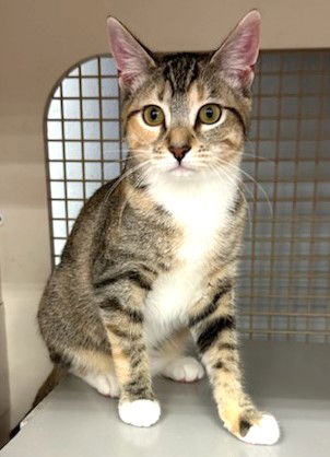 adoptable Cat in Conroe, TX named Phoenix2