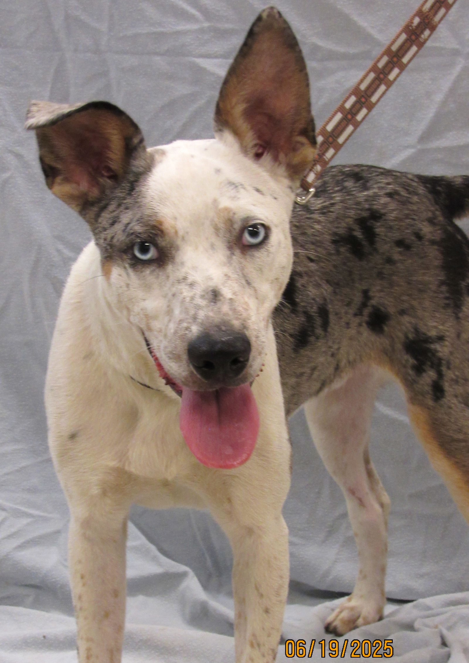 adoptable Dog in Conroe, TX named Chestnut