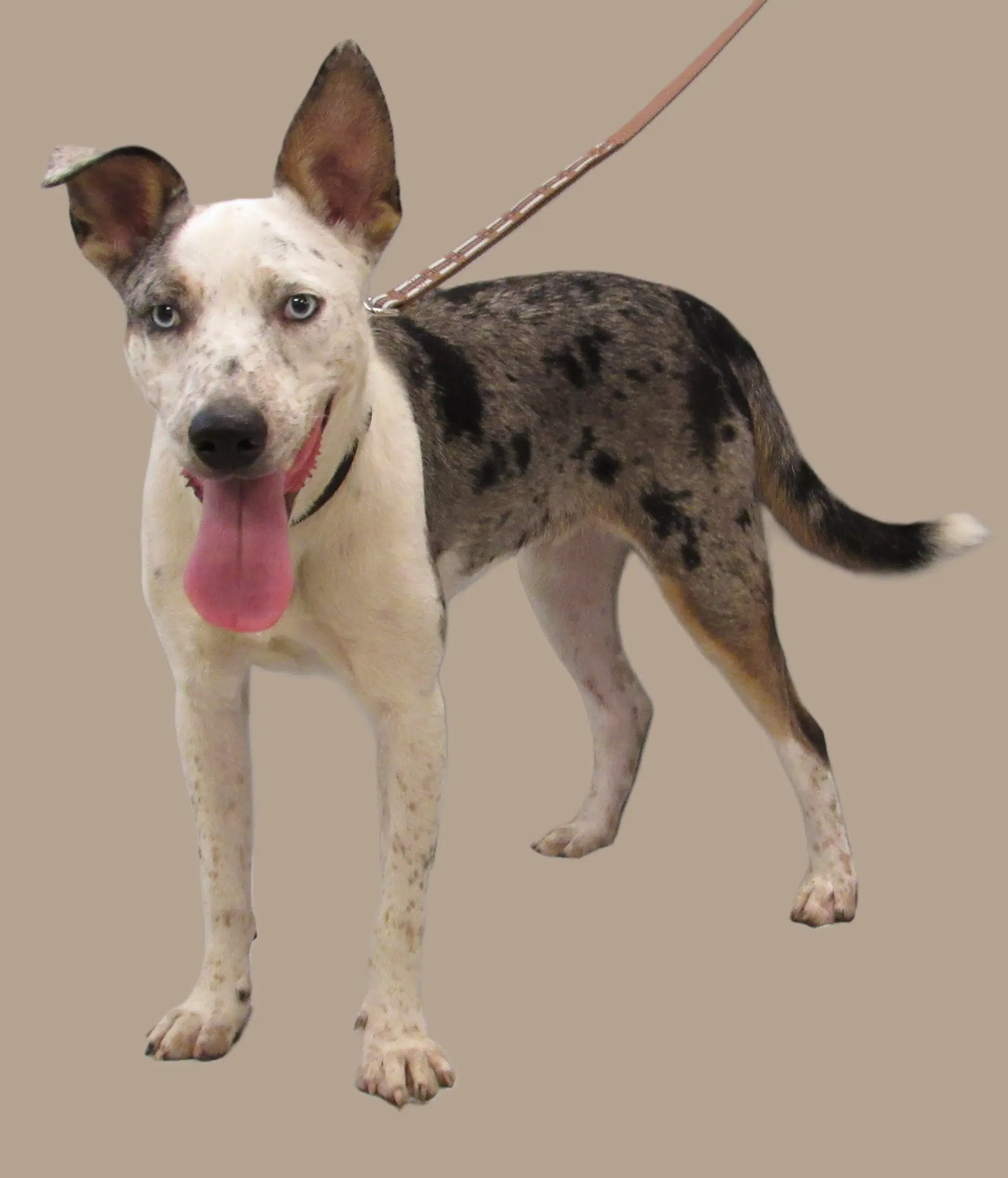Chestnut - Australian Cattle Dog/Blue Heeler