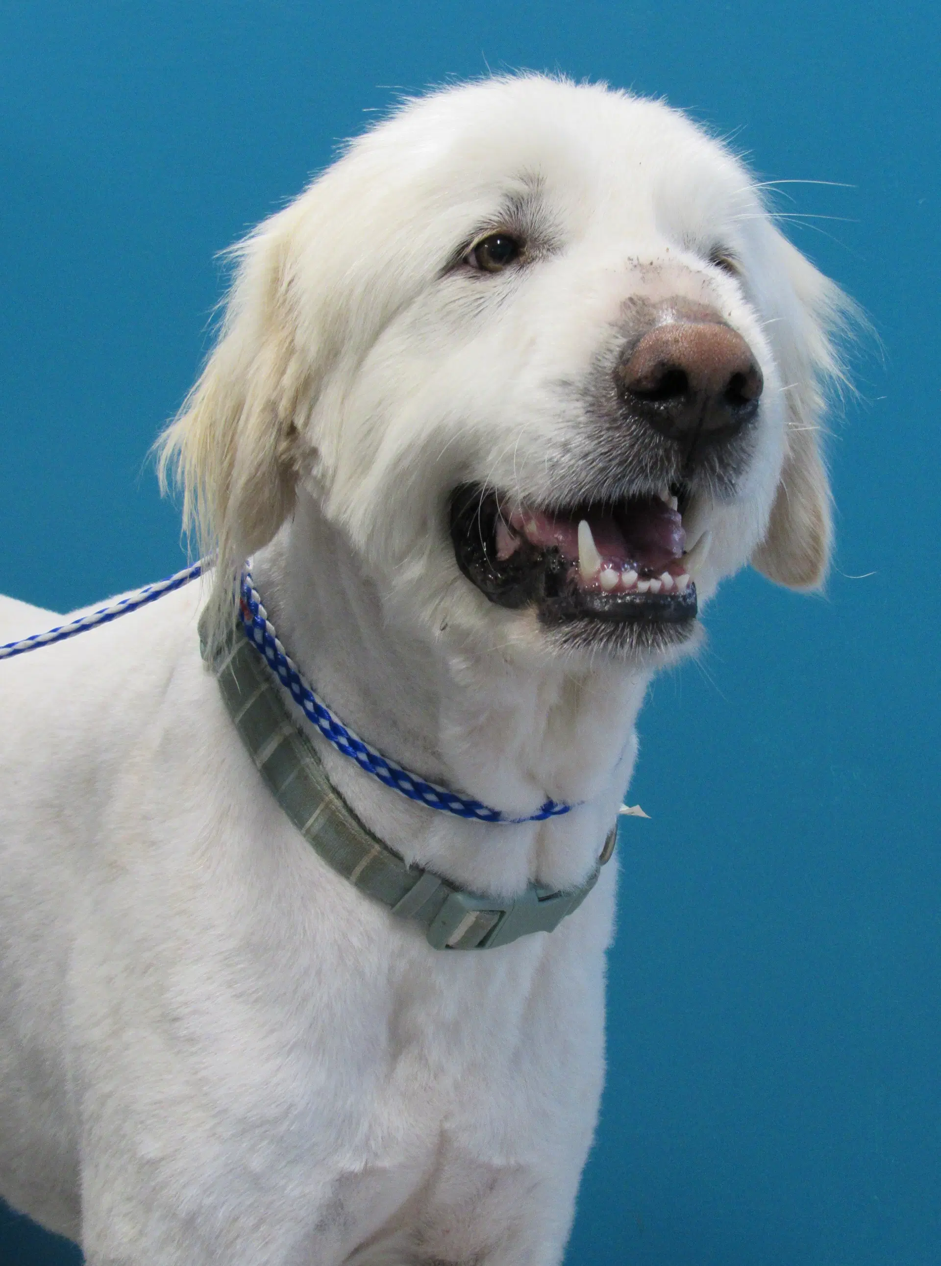 Dalton - Great Pyrenees