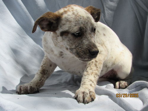 picture of the dog needing adoption
