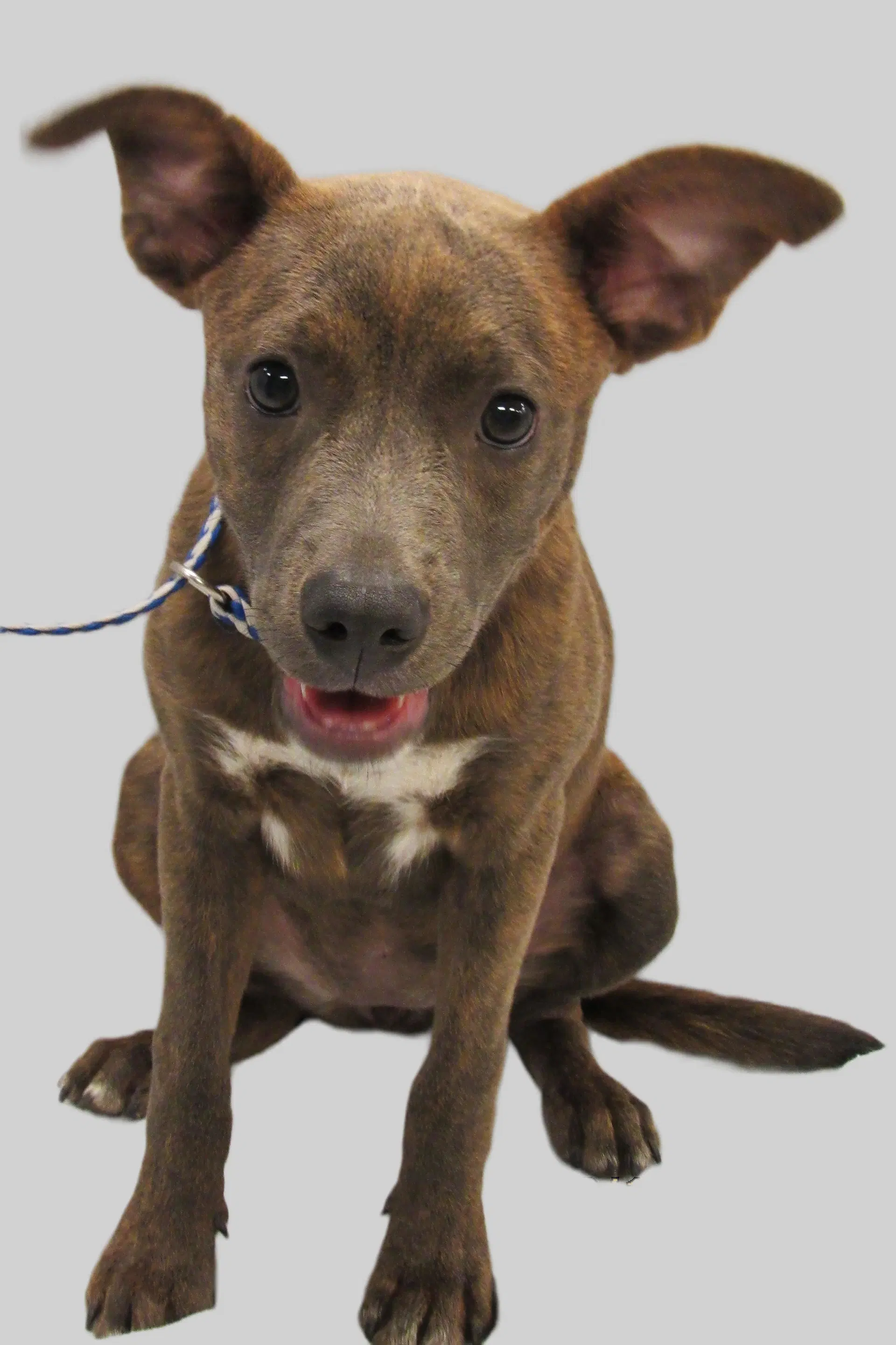 Bailey - Terrier