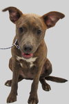 Bailey - Photo 1