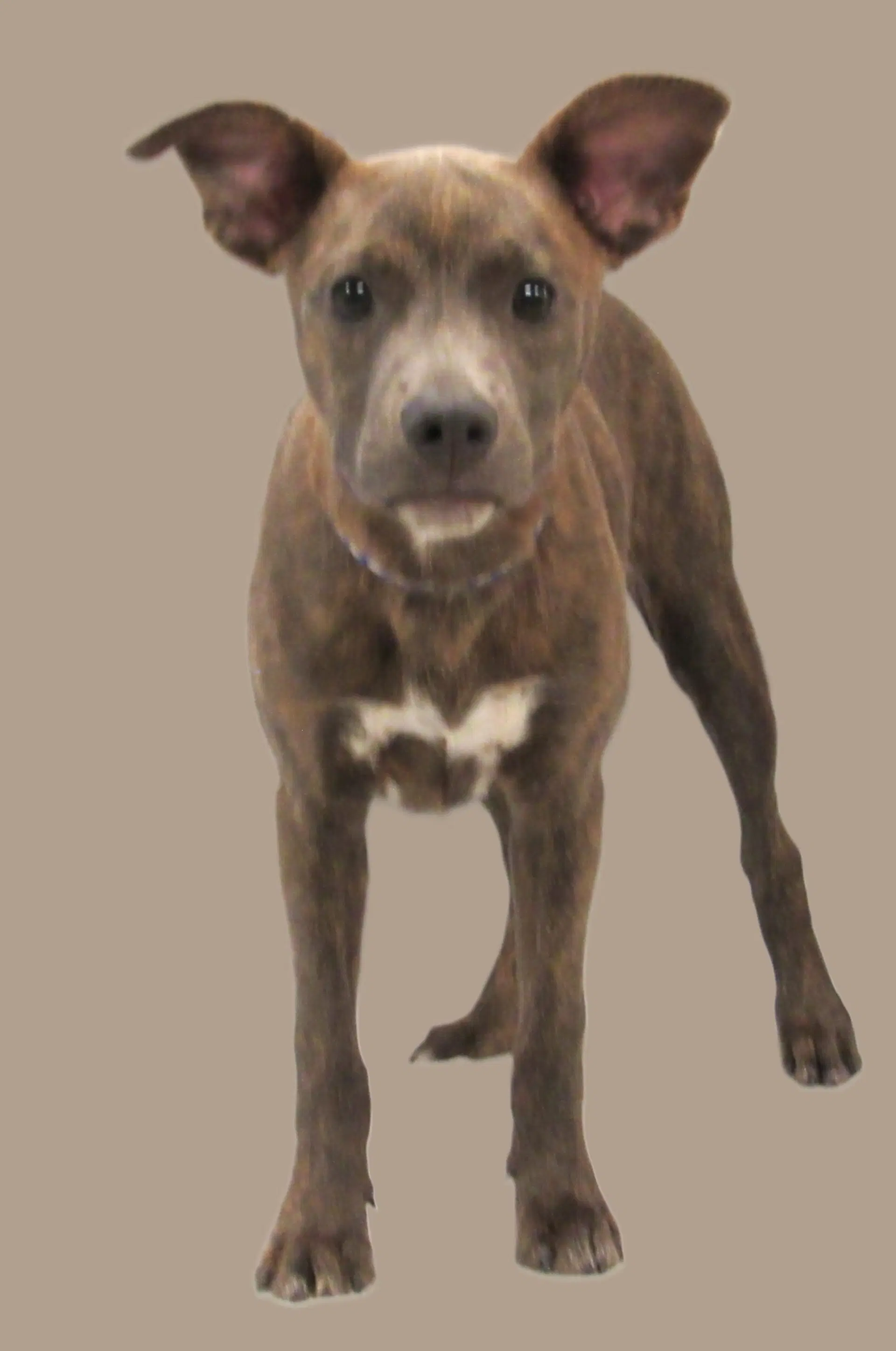 Bailey image 3