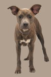 Bailey - Photo 3