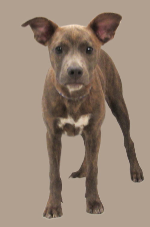 Bailey photo 3