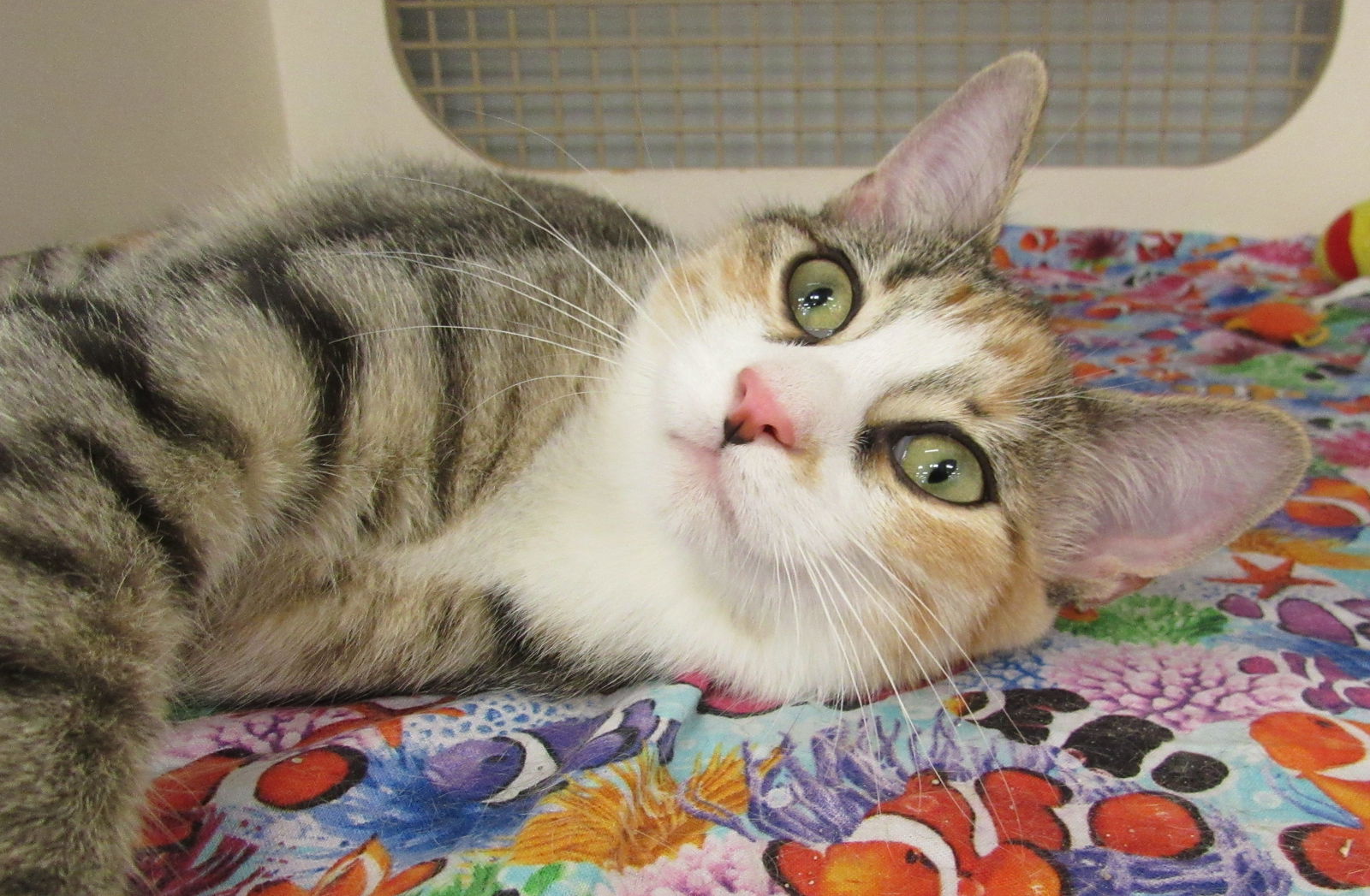 adoptable Cat in Conroe, TX named Mouse