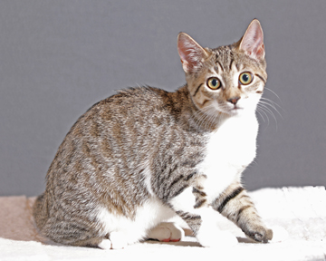 picture of the cat needing adoption
