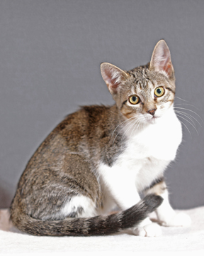 picture of the cat needing adoption