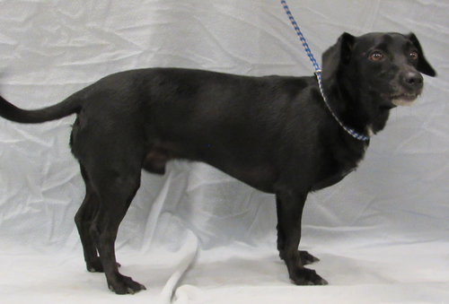 DAVID - Dachshund / Chihuahua available for adoption