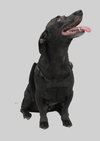 Goliath - Photo 3