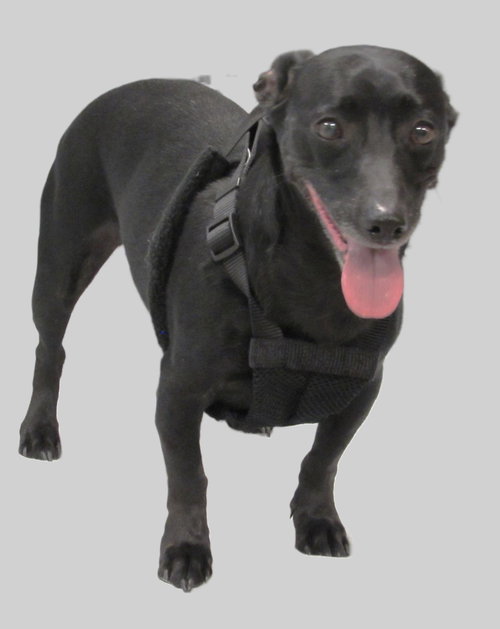 GOLIATH - Dachshund / Chihuahua available for adoption
