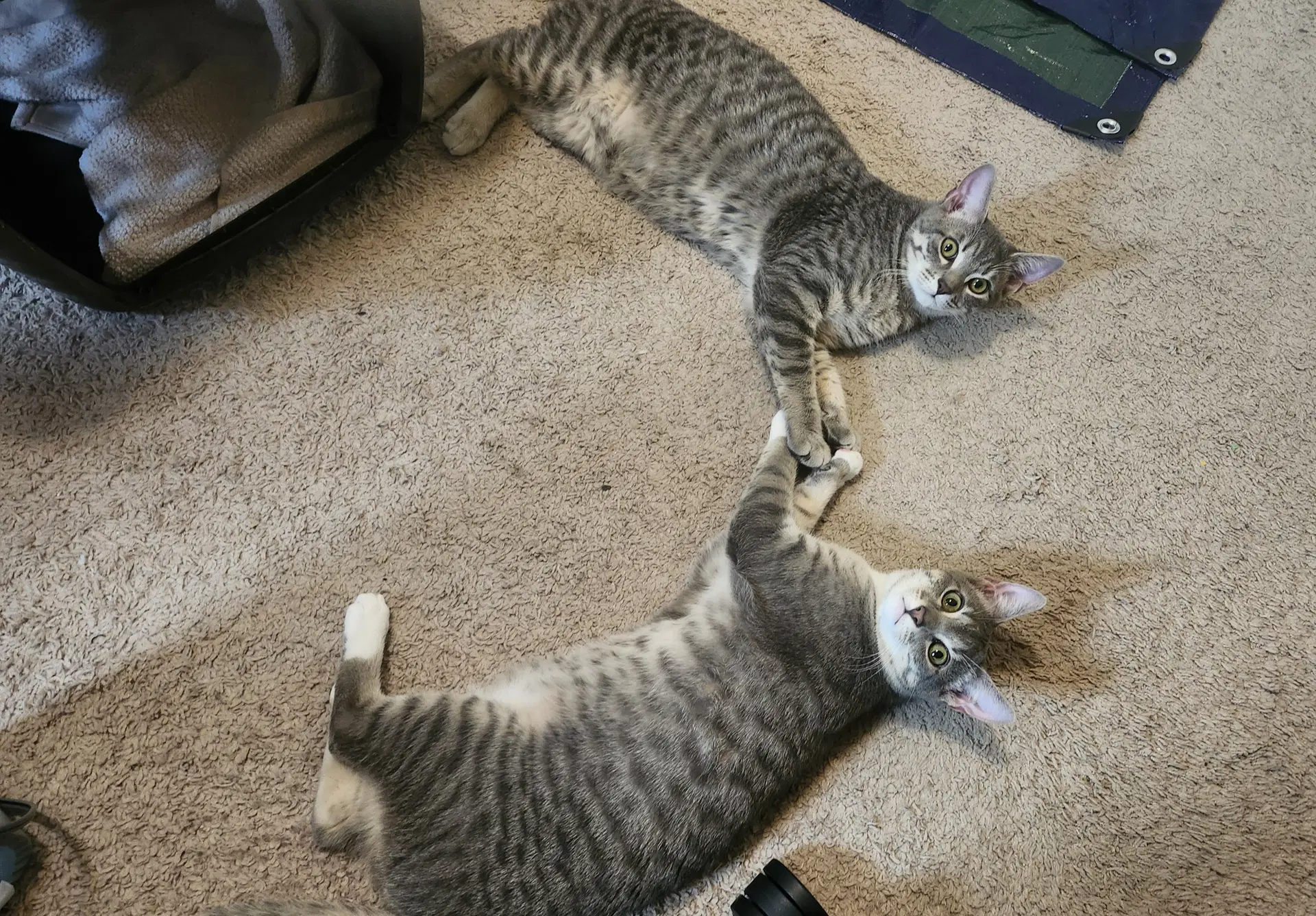 Bebop - Domestic Short Hair