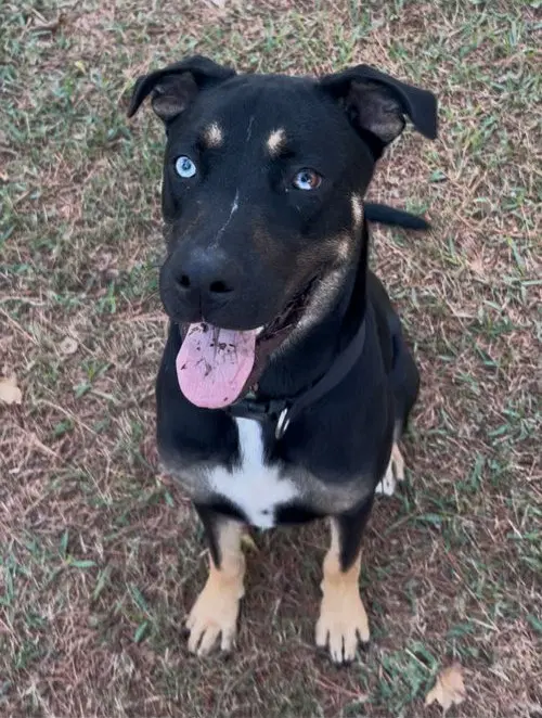 Kevin - Husky
