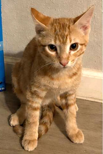 Snap, Tabby