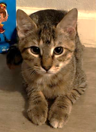 Crackle, Tabby