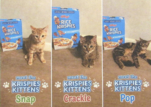 Photo 2 of Crackle