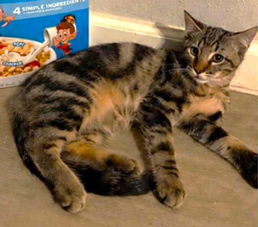 Pop, Tabby