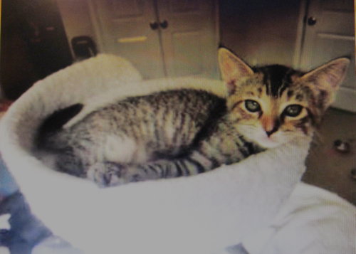 Kovu, a cat for adoption from SPCA PETS SNAP of Montgomery County