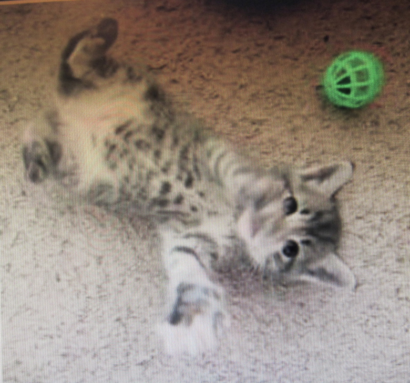 Nuka, Tabby