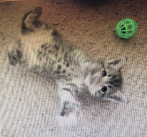 Nuka, a cat for adoption from SPCA PETS SNAP of Montgomery County