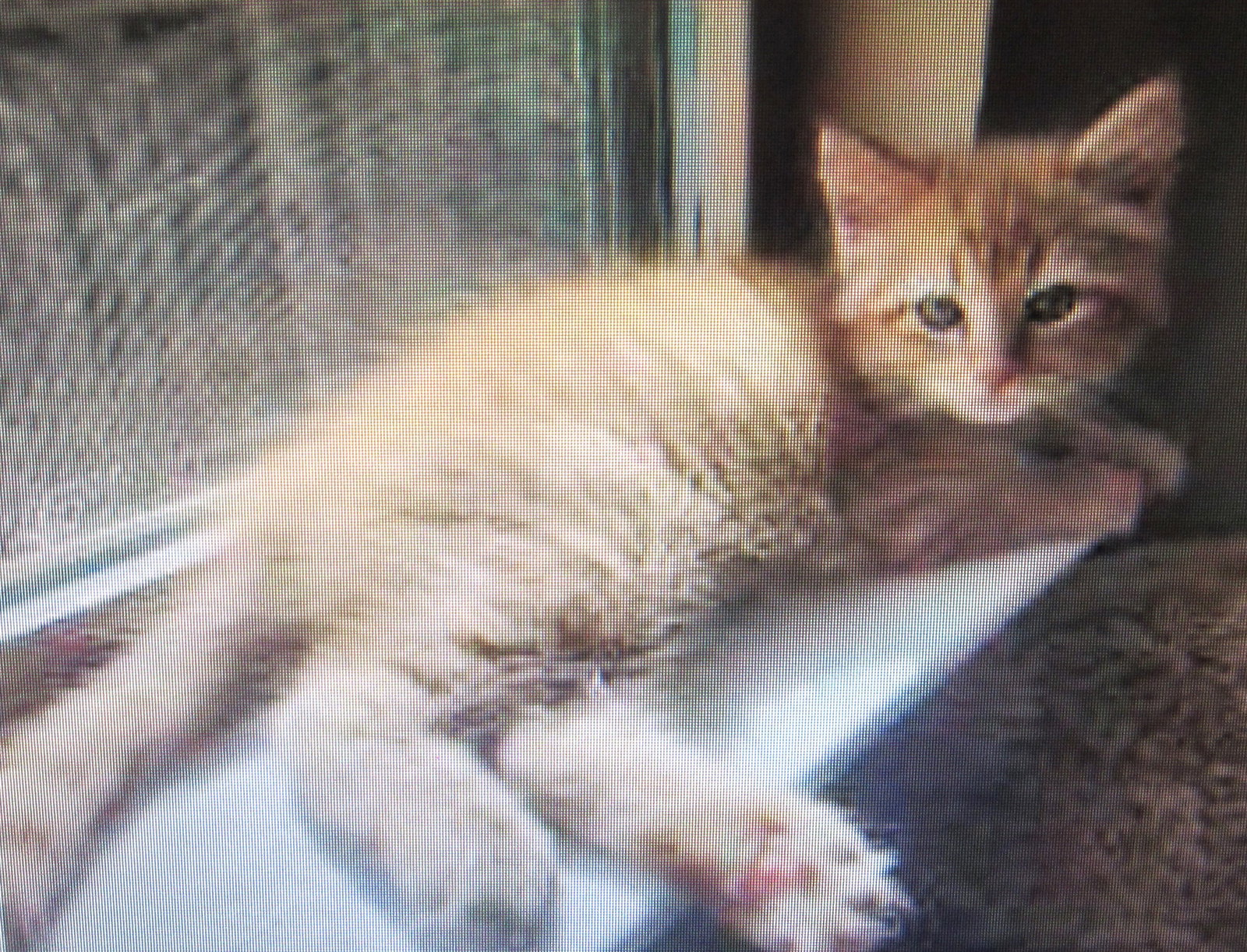 Kopa, Tabby