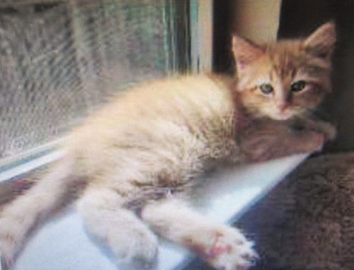 Kopa, a cat for adoption from SPCA PETS SNAP of Montgomery County
