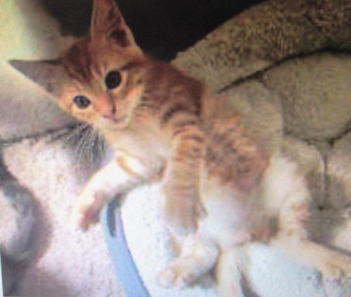 Ahadi, a cat for adoption from SPCA PETS SNAP of Montgomery County