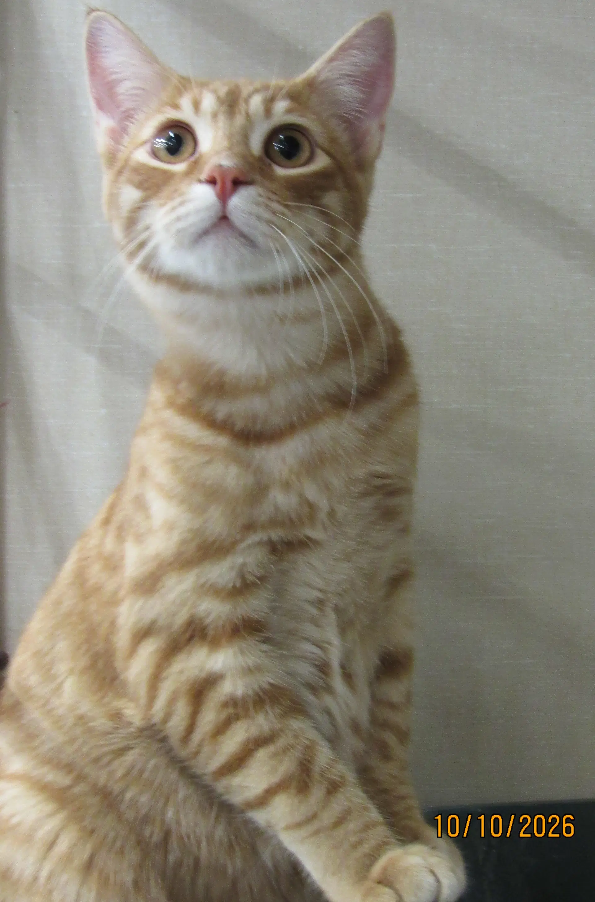 Ahadi - Tabby