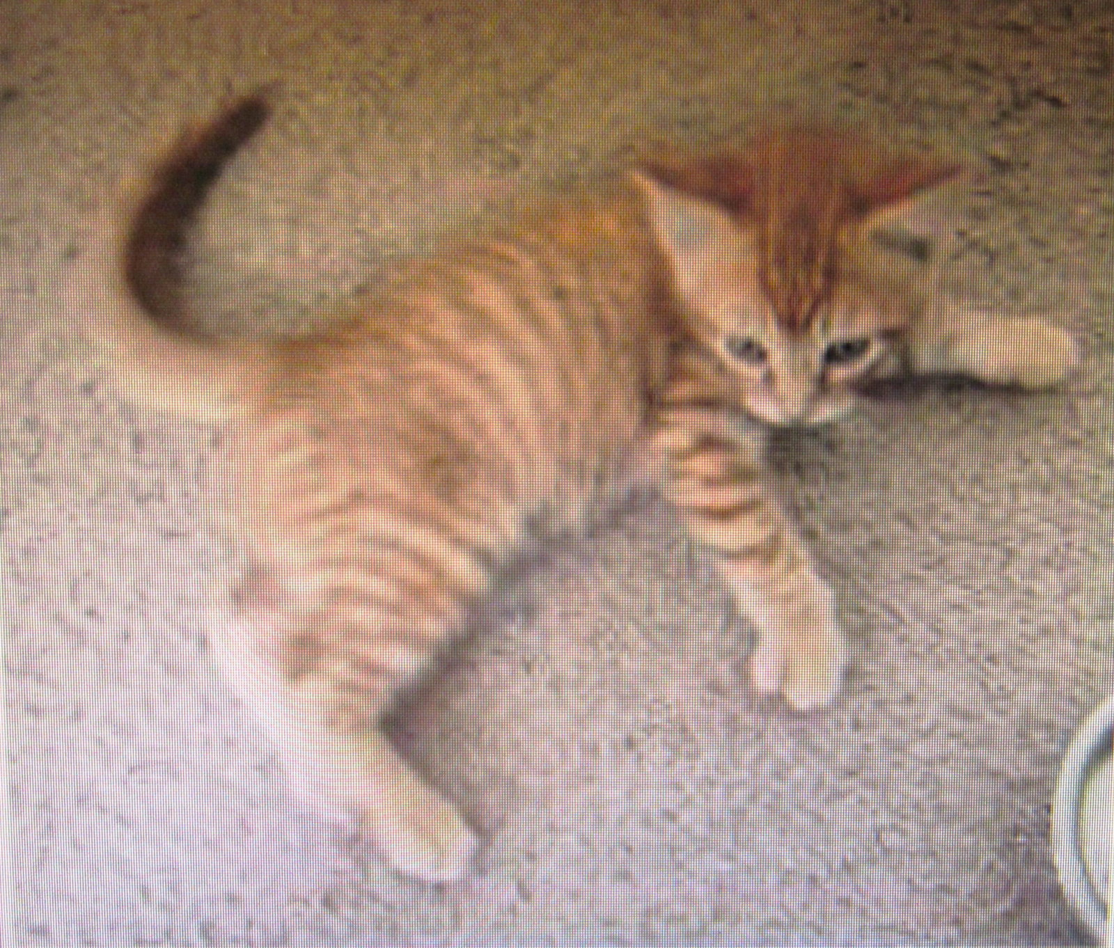 Mheetu, Tabby