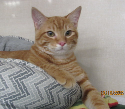 Mheetu