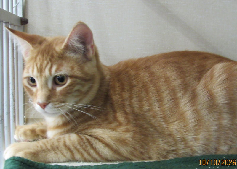 Mheetu, photo 3