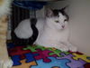Sylvester
