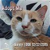 adoptable Cat in hermosa beach, CA named Sonny