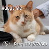 adoptable Cat in  named Sonny