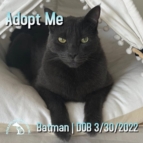 picture of the cat needing adoption