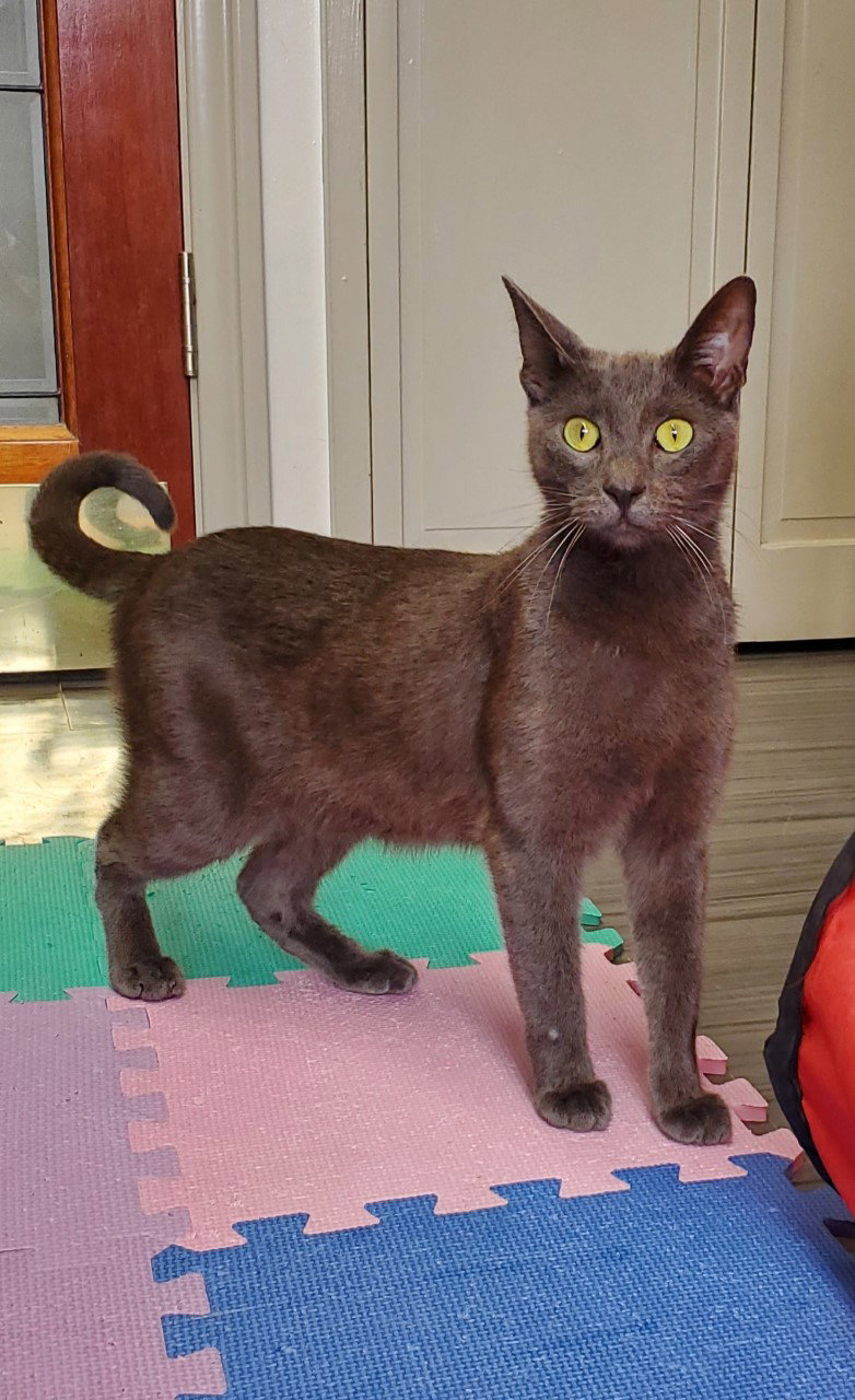 Cats for Adoption in Norwalk, California Alpha Paw