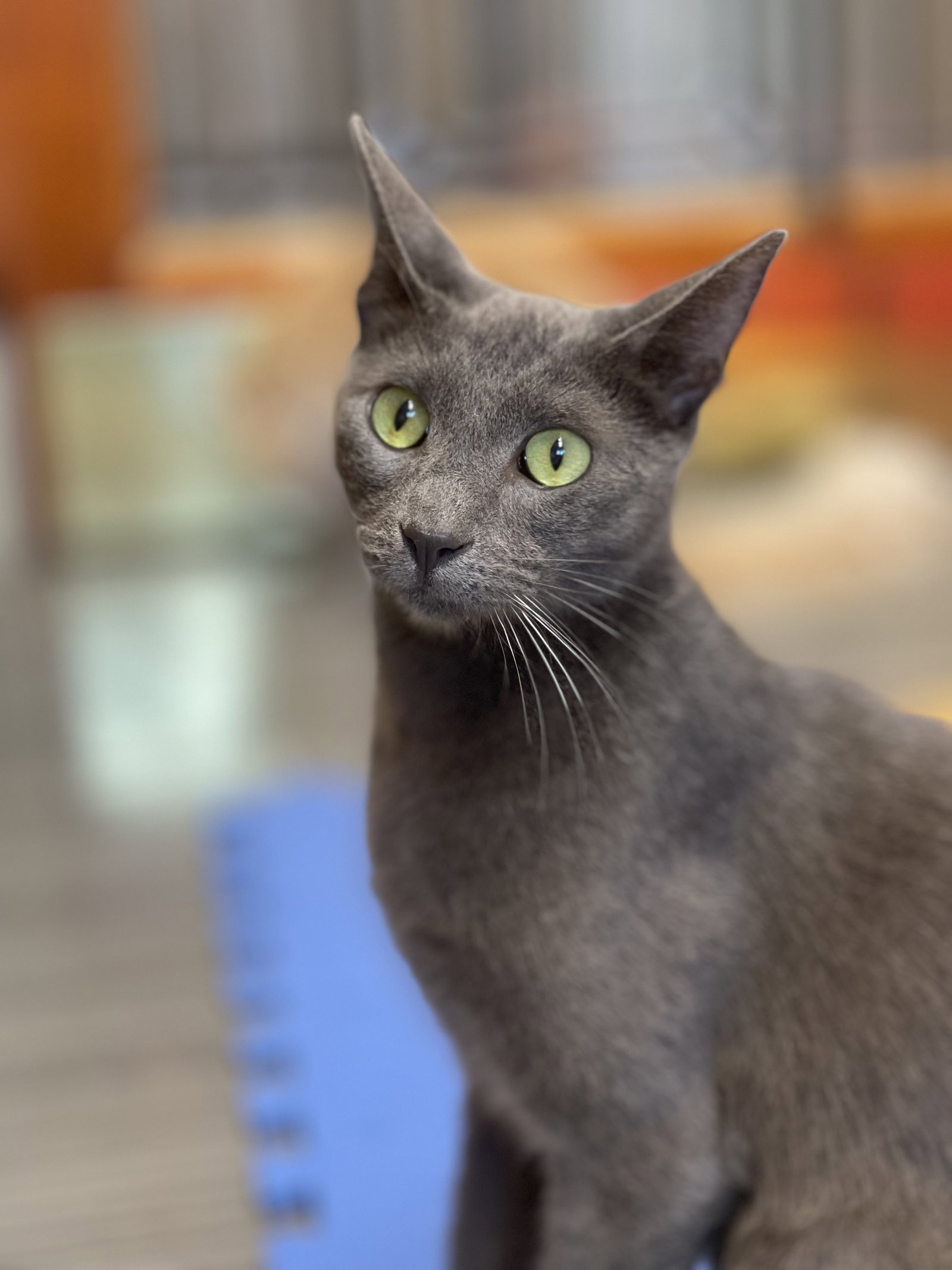Cats for Adoption in Norwalk, California Alpha Paw