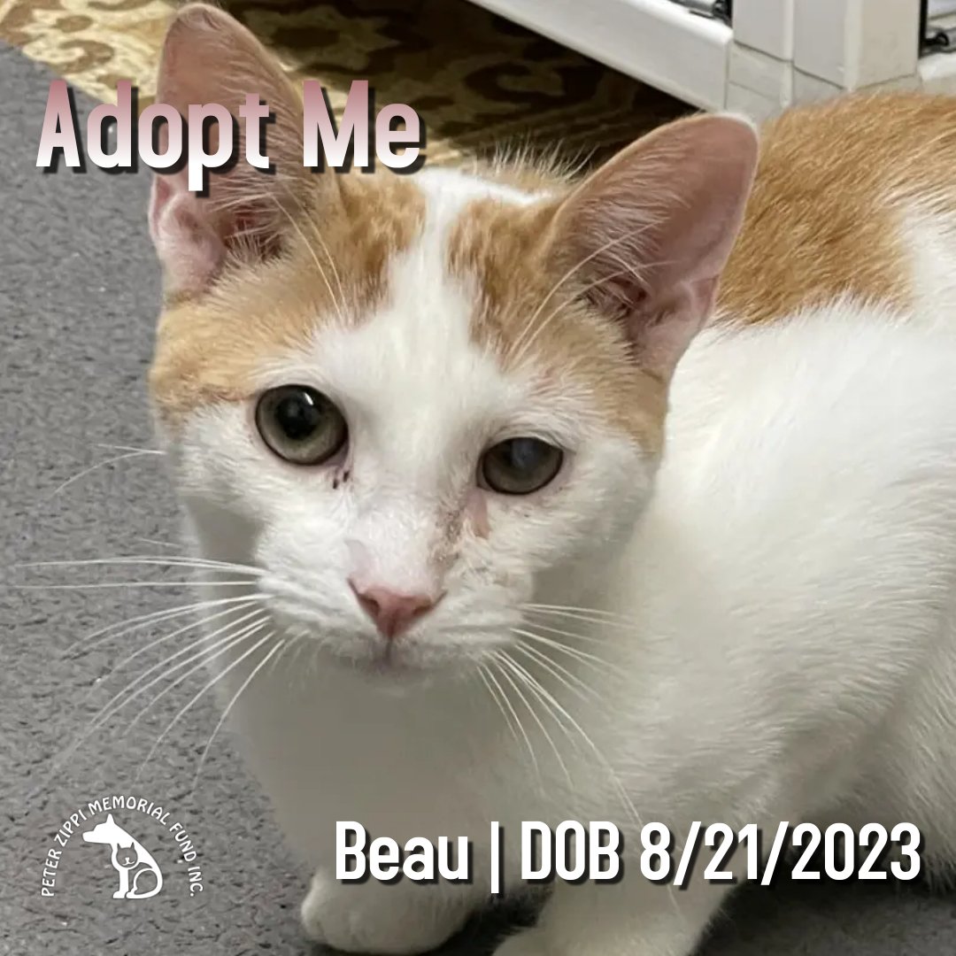 adoptable Cat in Hermosa Beach, CA named Beau