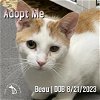 adoptable Cat in  named Beau