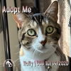 adoptable Cat in  named Holly