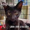 adoptable Cat in hermosa beach, CA named Lillith
