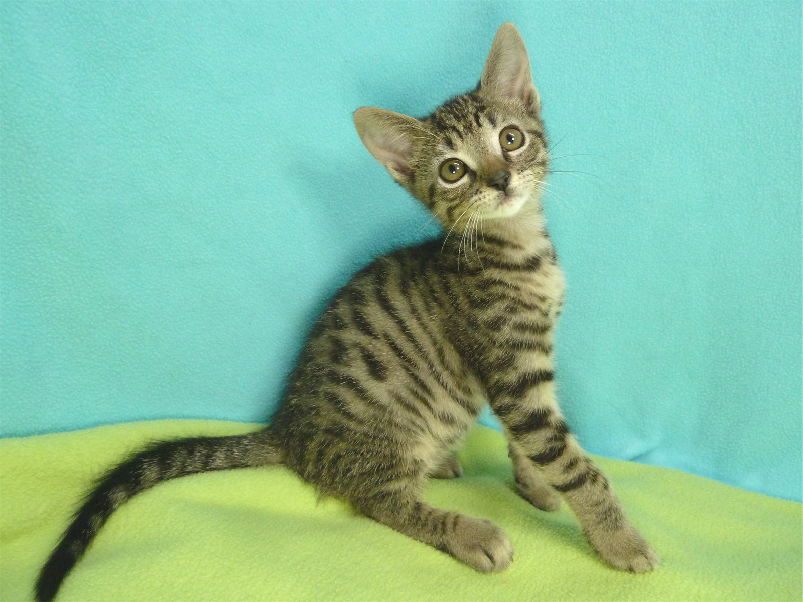 Cats for Adoption in Agoura Hills, California Alpha Paw