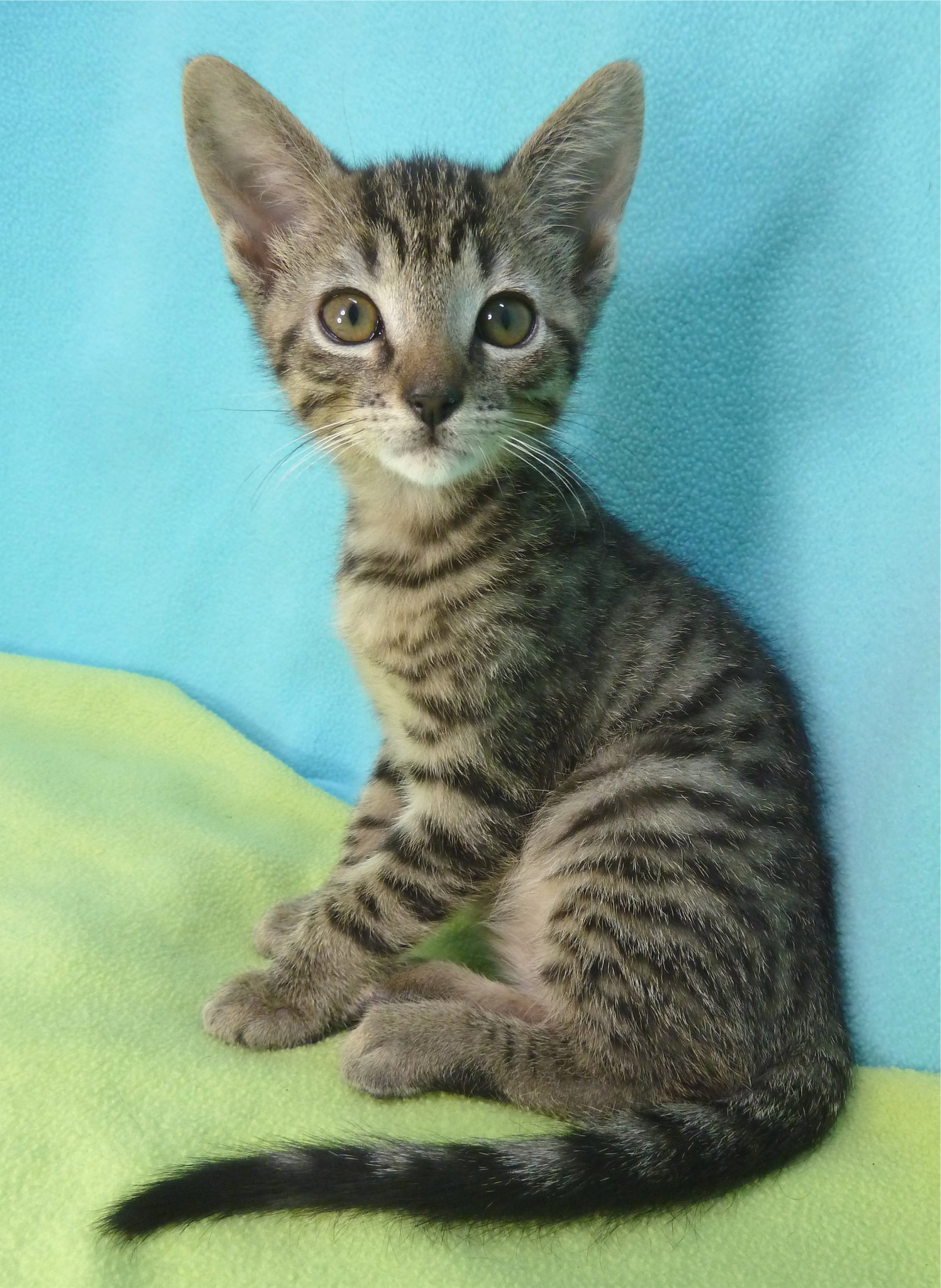 Cats for Adoption in Agoura Hills, California Alpha Paw