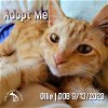 adoptable Cat in hermosa beach, CA named Ollie