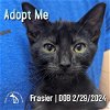 adoptable Cat in  named Frasier