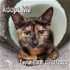adoptable Cat in hermosa beach, CA named Taylor